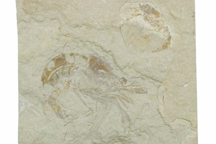 Cretaceous Fossil Shrimp - Lebanon #353575